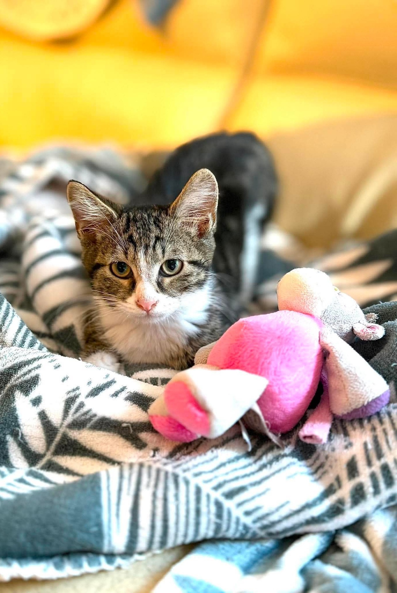 Adopter Isack