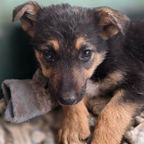 Adopter ZODIA