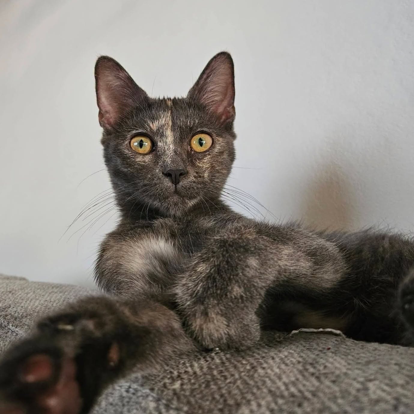 Adopter BELIA