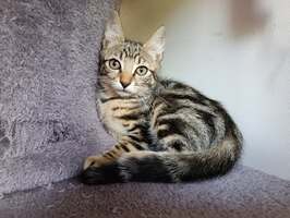 Adopter : Hermes