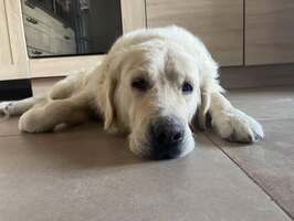 Adopter : Max
