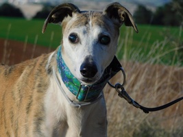 Adopter : CHERI