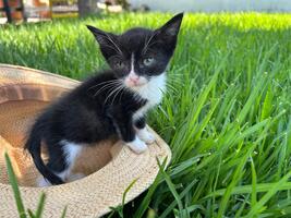 Adopter : FELIZ