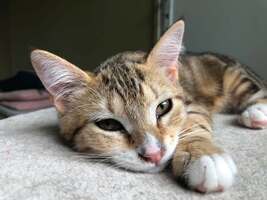 Adopter : Hopper