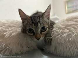 Adopter : TITI
