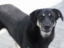 Adopter : Mickey