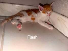 Adopter : Flash