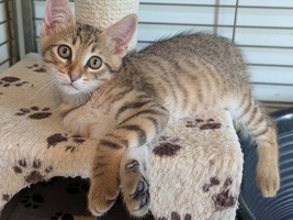Adopter : BIJOU