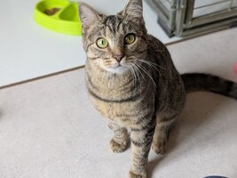 Adopter : Atika