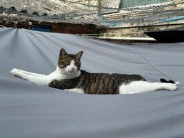 Adopter  chat : Marius