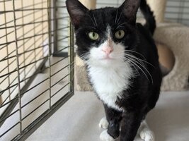 Adopter : Tenor