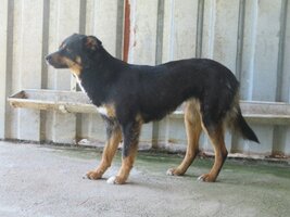 Adopter : Aubépine