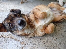 Adopter : Irma