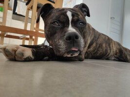 Adopter : Lecko