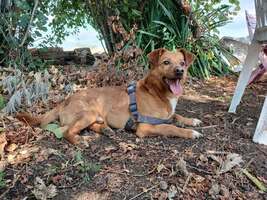 Adopter : Lucky 
