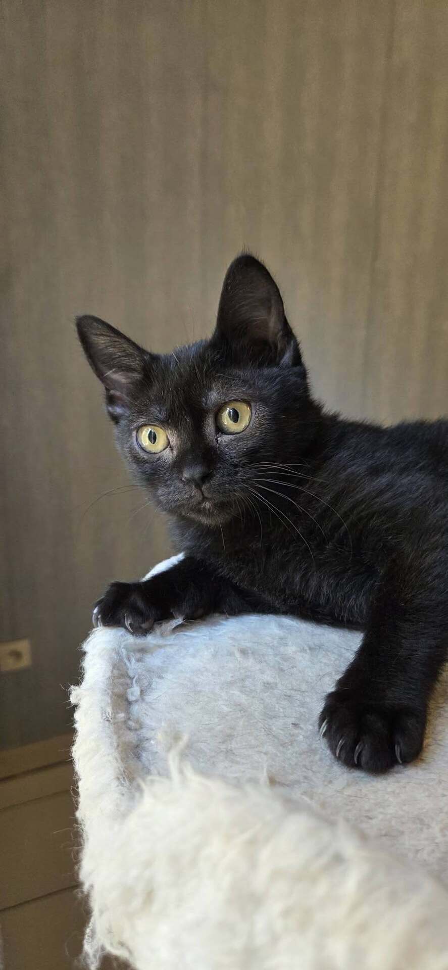 Adoption GOYAVE