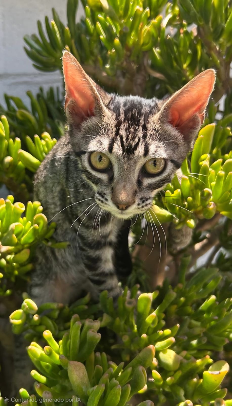 Adopter PICARO