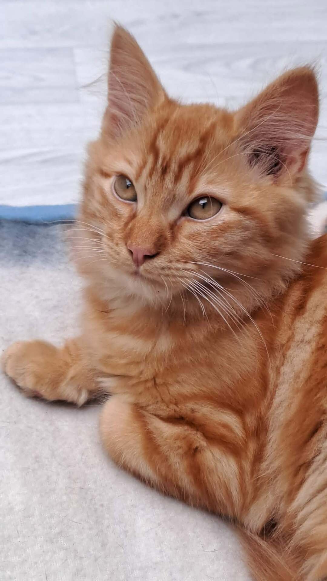 Adopter Mayo