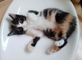 Adopter  chat : BILLIE