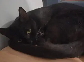 Adopter : APHRODITE