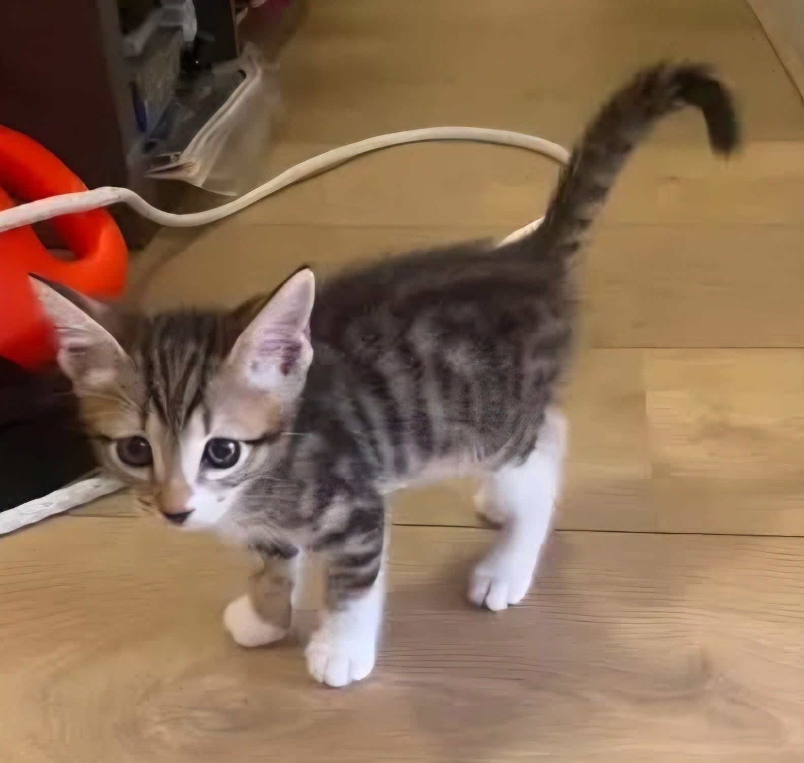 Adopter TIPPYTO