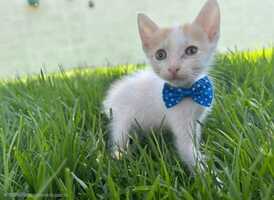 Adopter : NICO