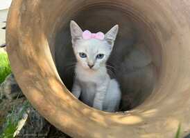 Adopter : ARY