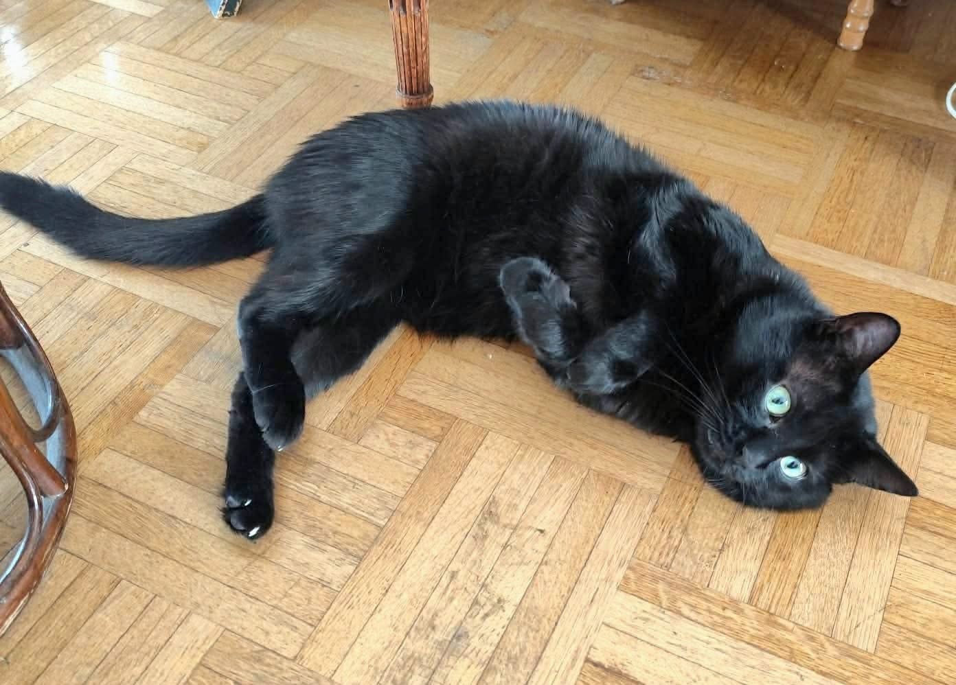 Adoption MESSIRE