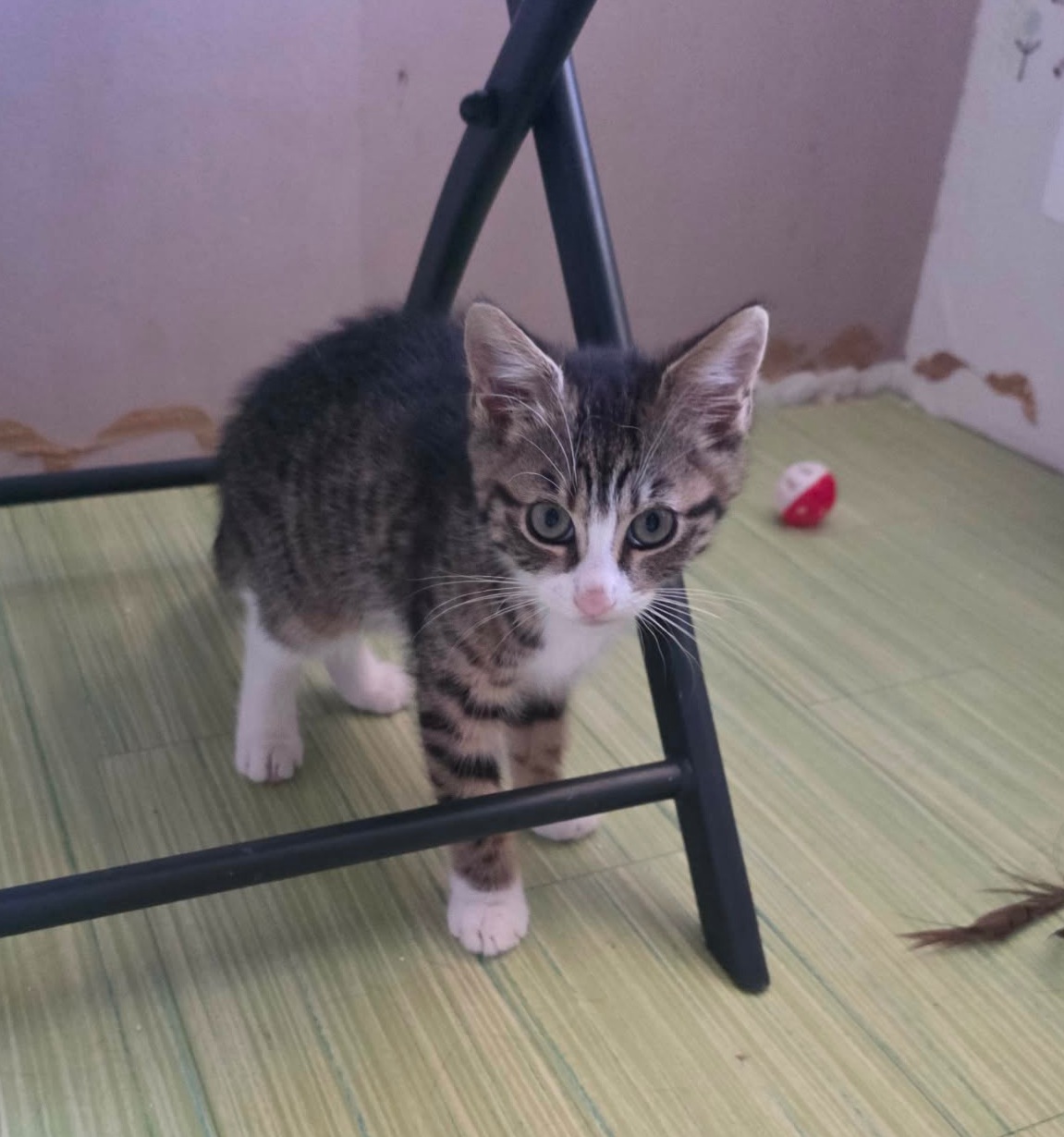 Adopter Javotte