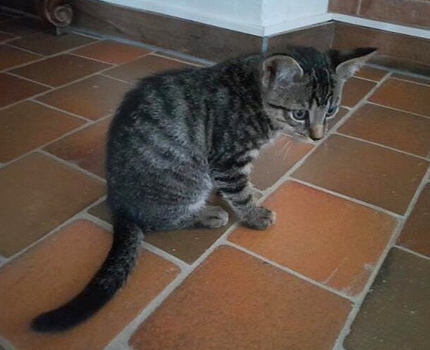 Adoption Tigri
