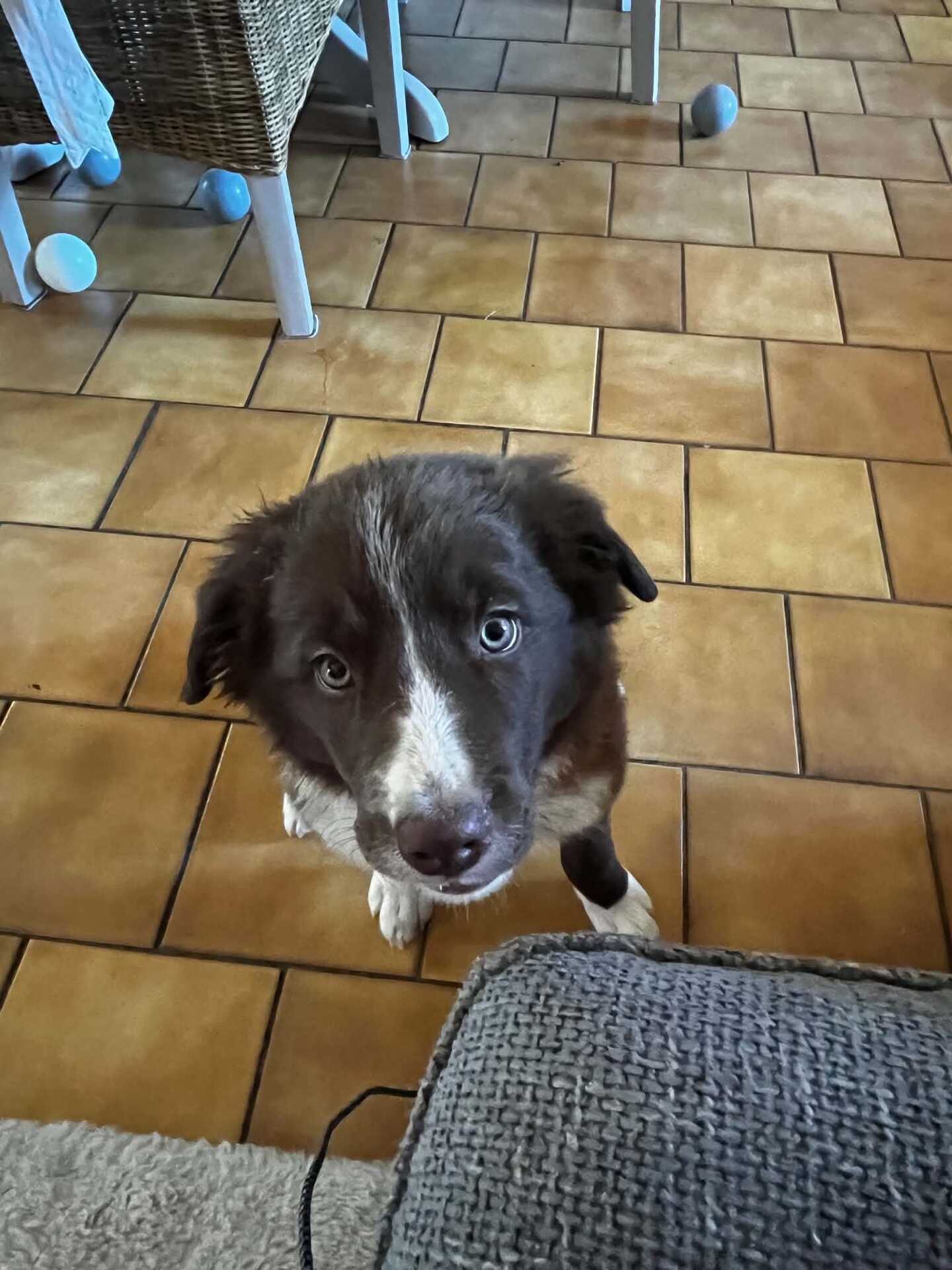Adopter Bella