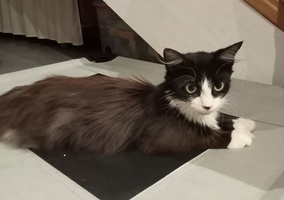 Adopter : MOUFETTE