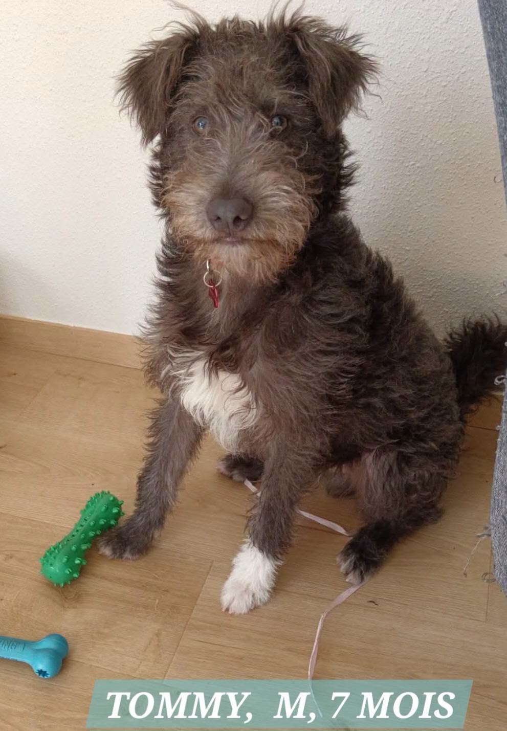 Adopter TOMMY