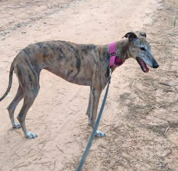 Adopter KENIA