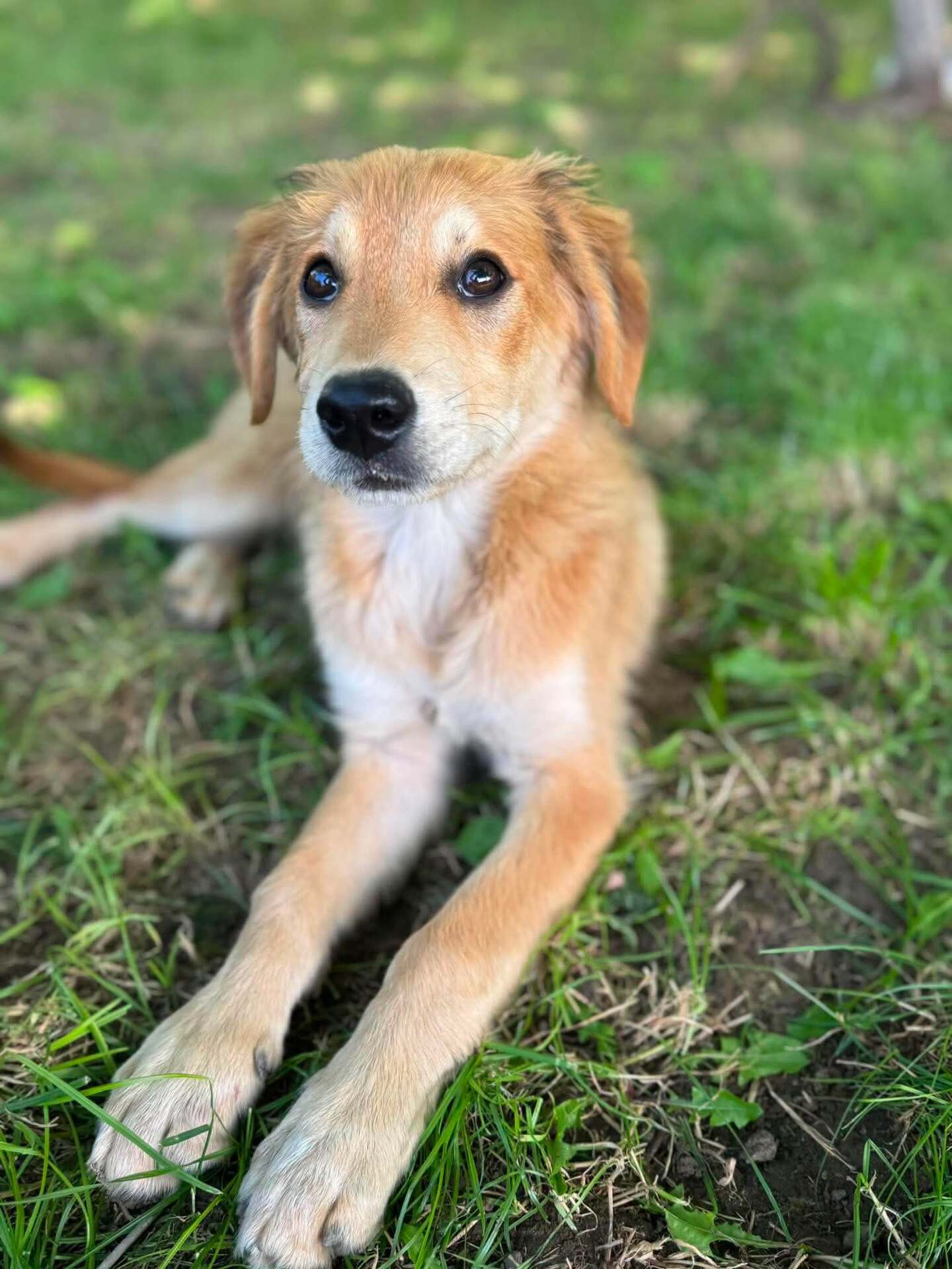 Adoption Vanille