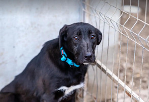 Adopter  chien : Hellen