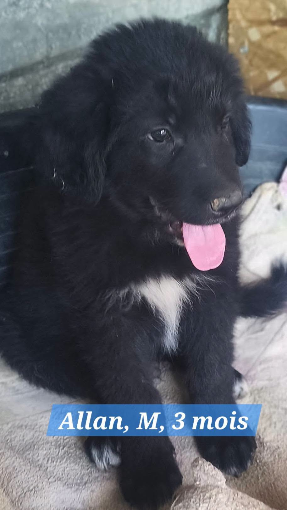 Adopter ALLAN