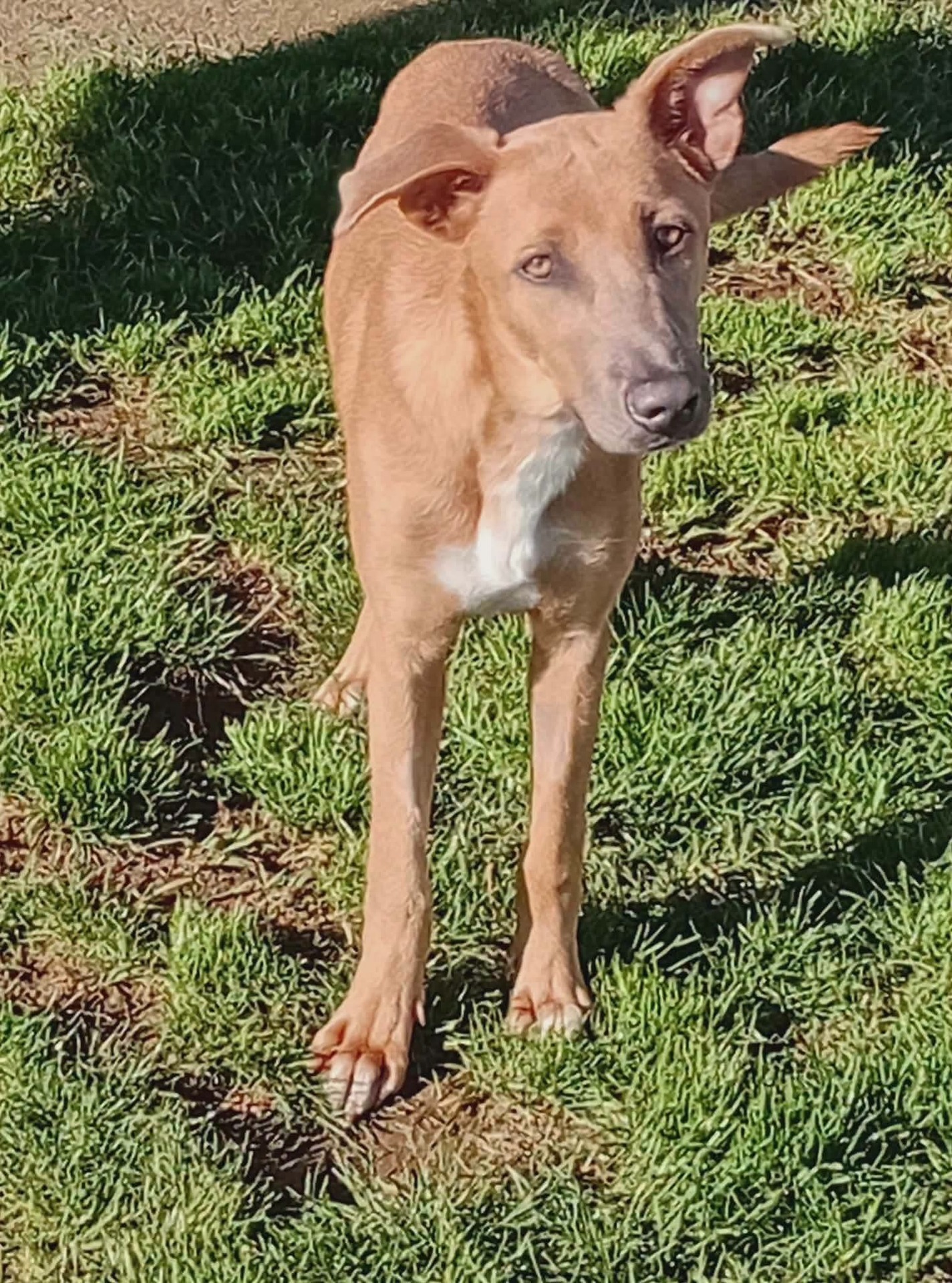 Adopter Iris