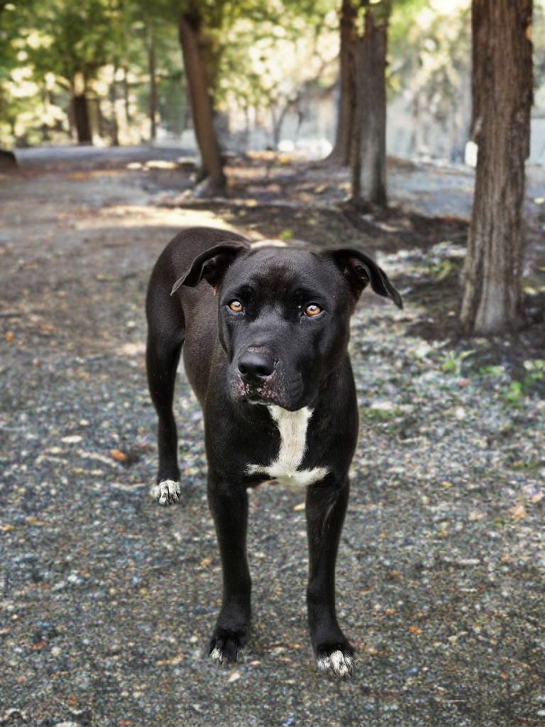 Adopter Saphira