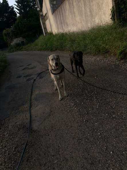 Adopter Alfred et Robin