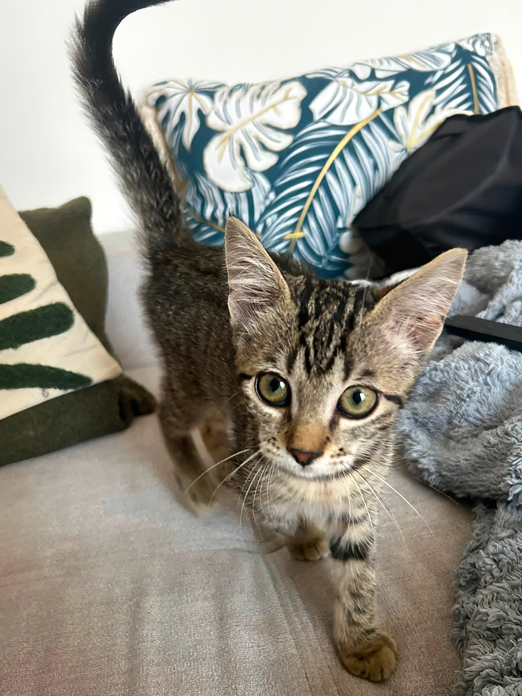 Adopter BOOBY