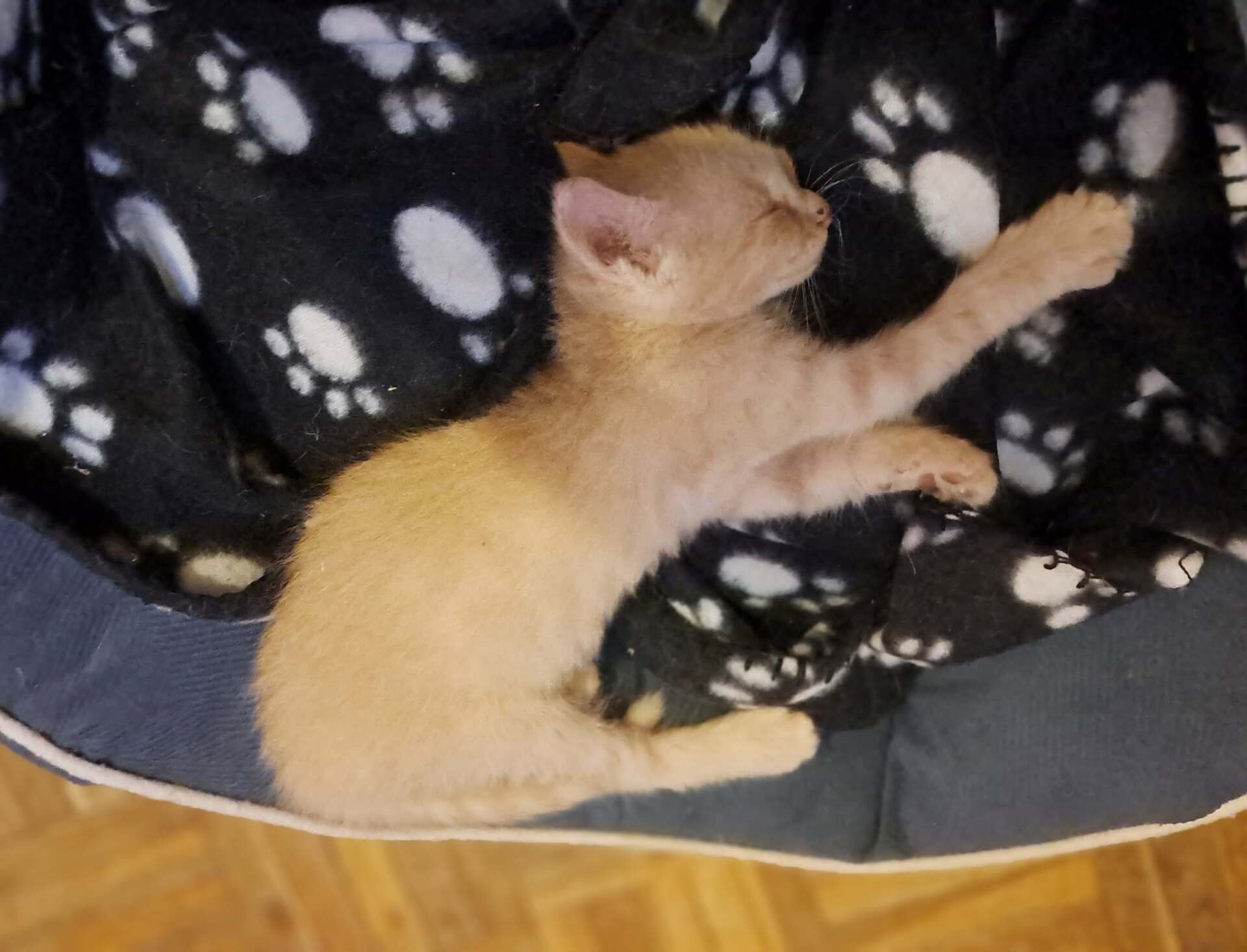 Adopter ARAGON