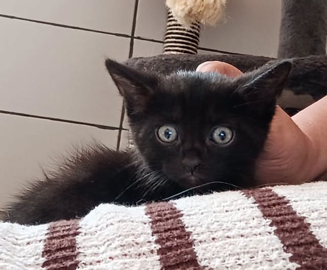 Adopter Kansas