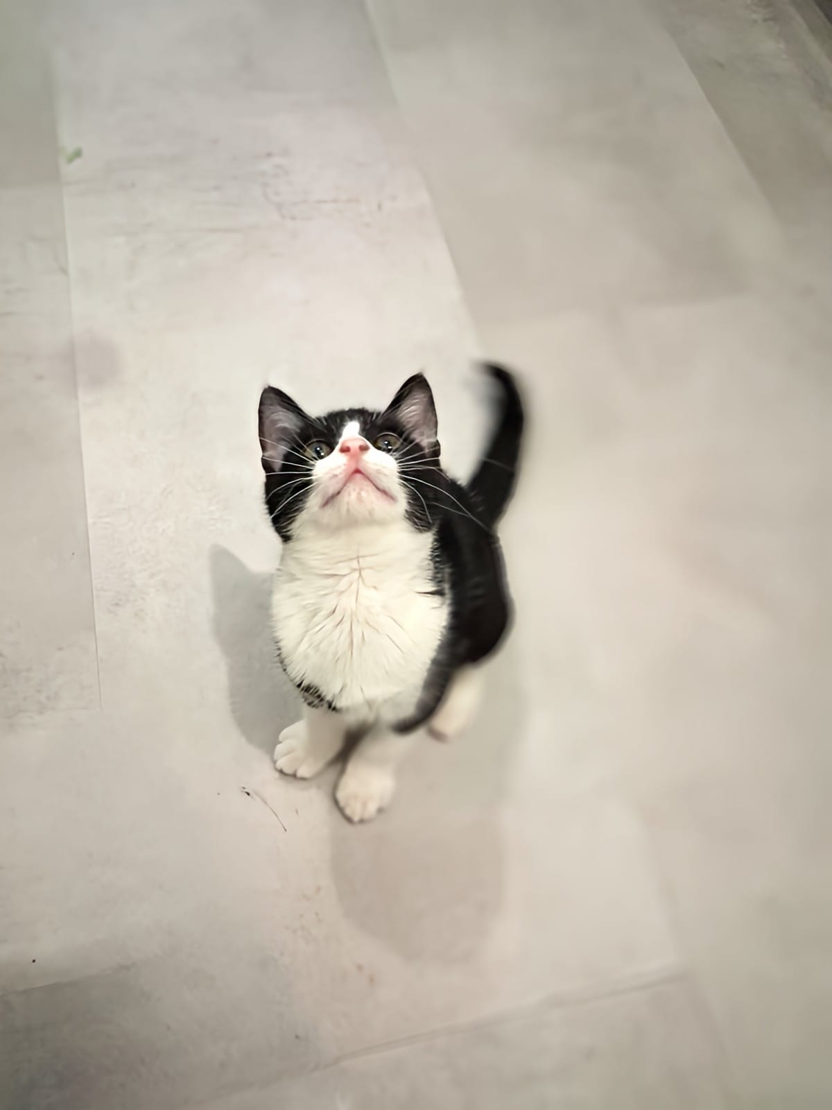 Adopter Bijou