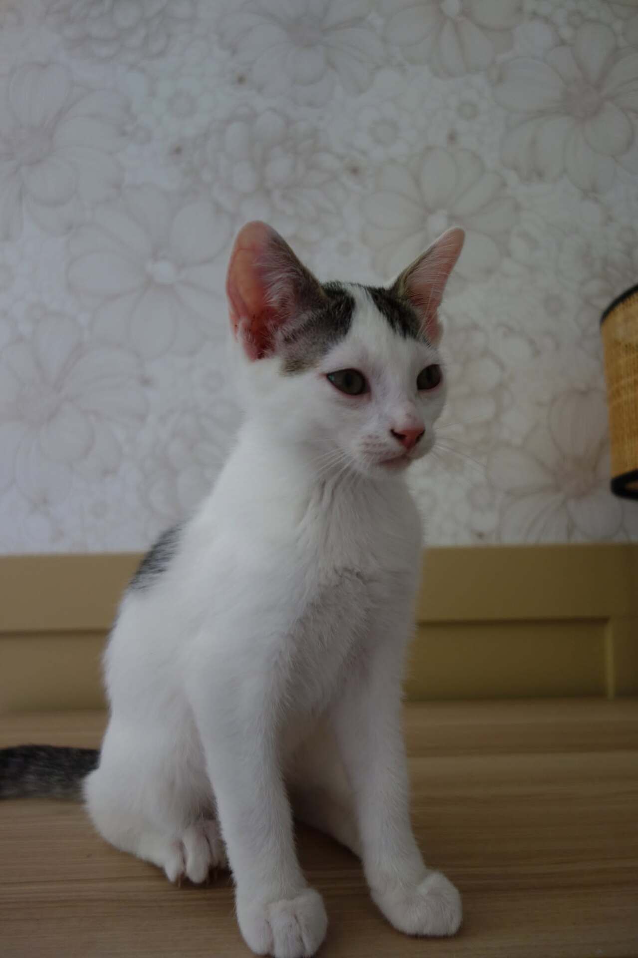 Adopter Jamui
