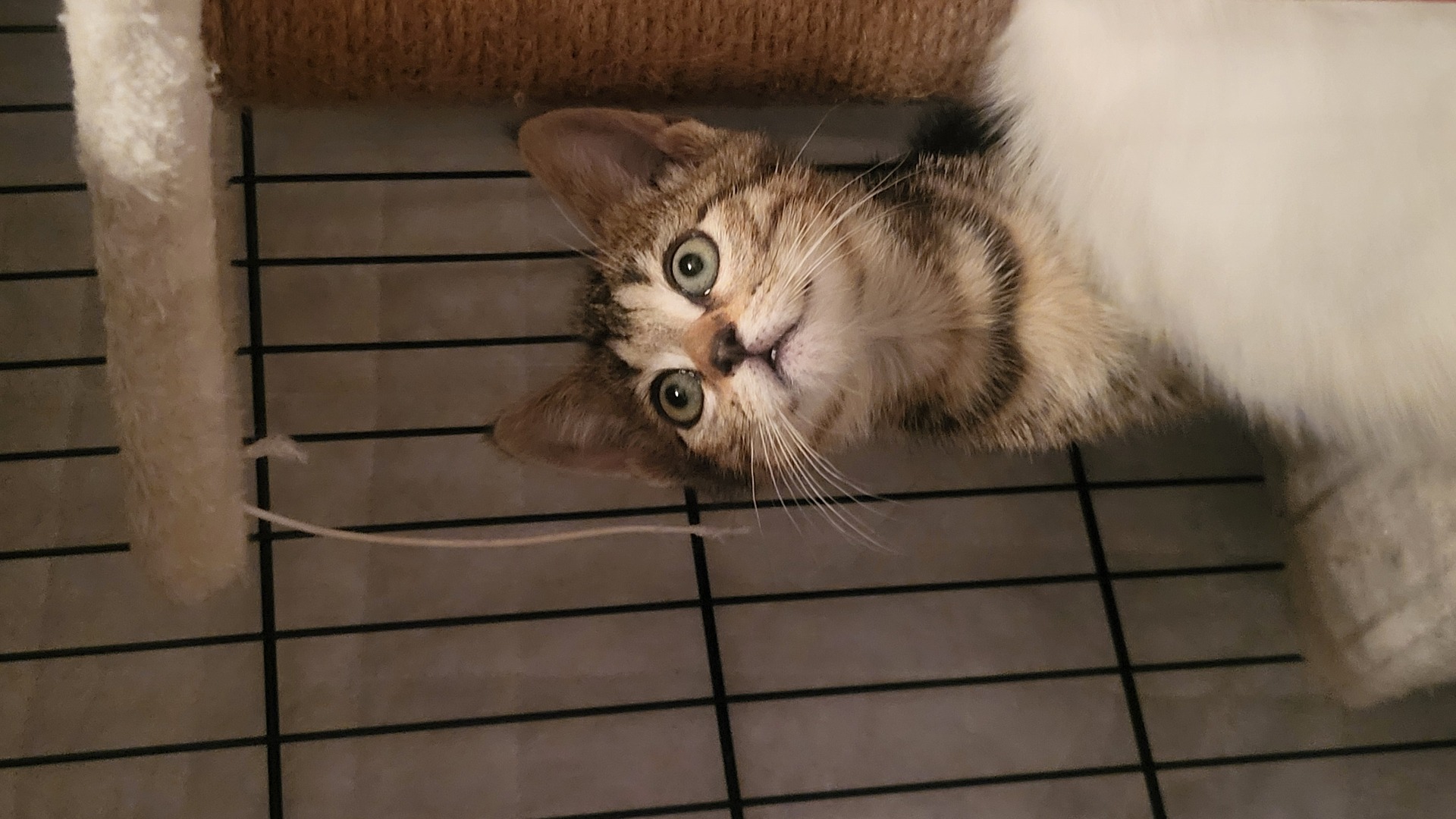 Adopter Tigrou
