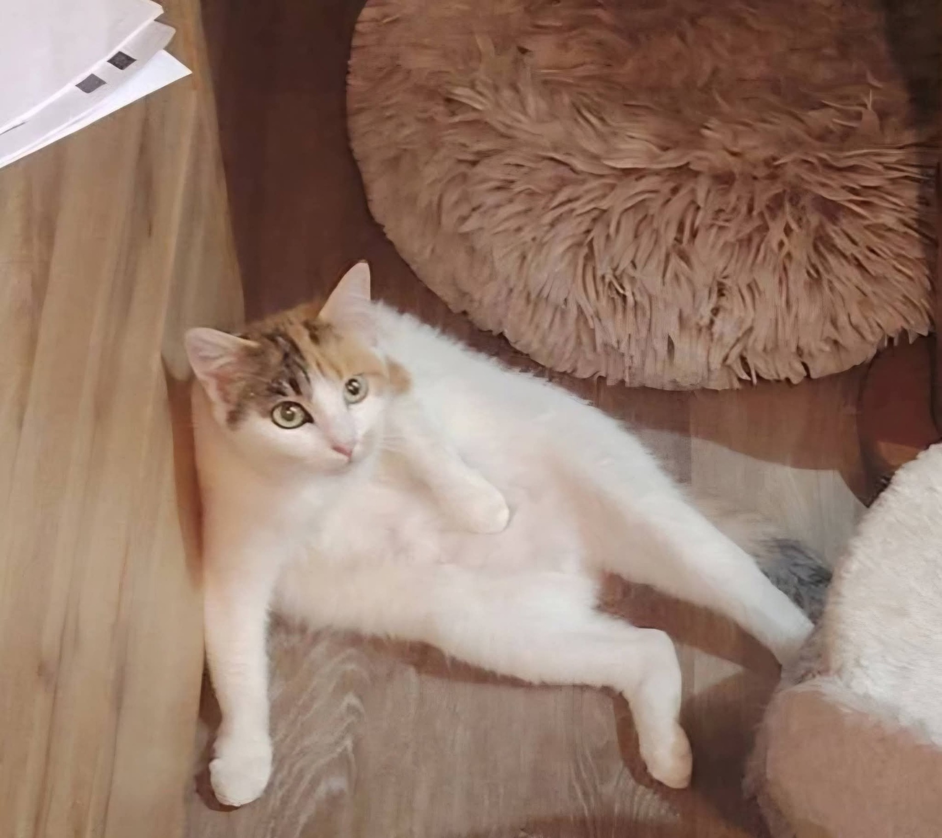 Adopter Lucinda