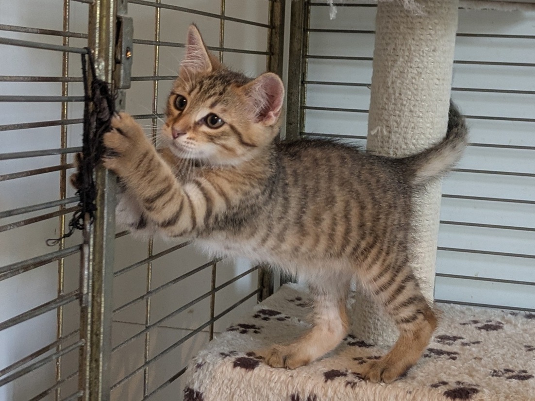 Adopter BIJOU