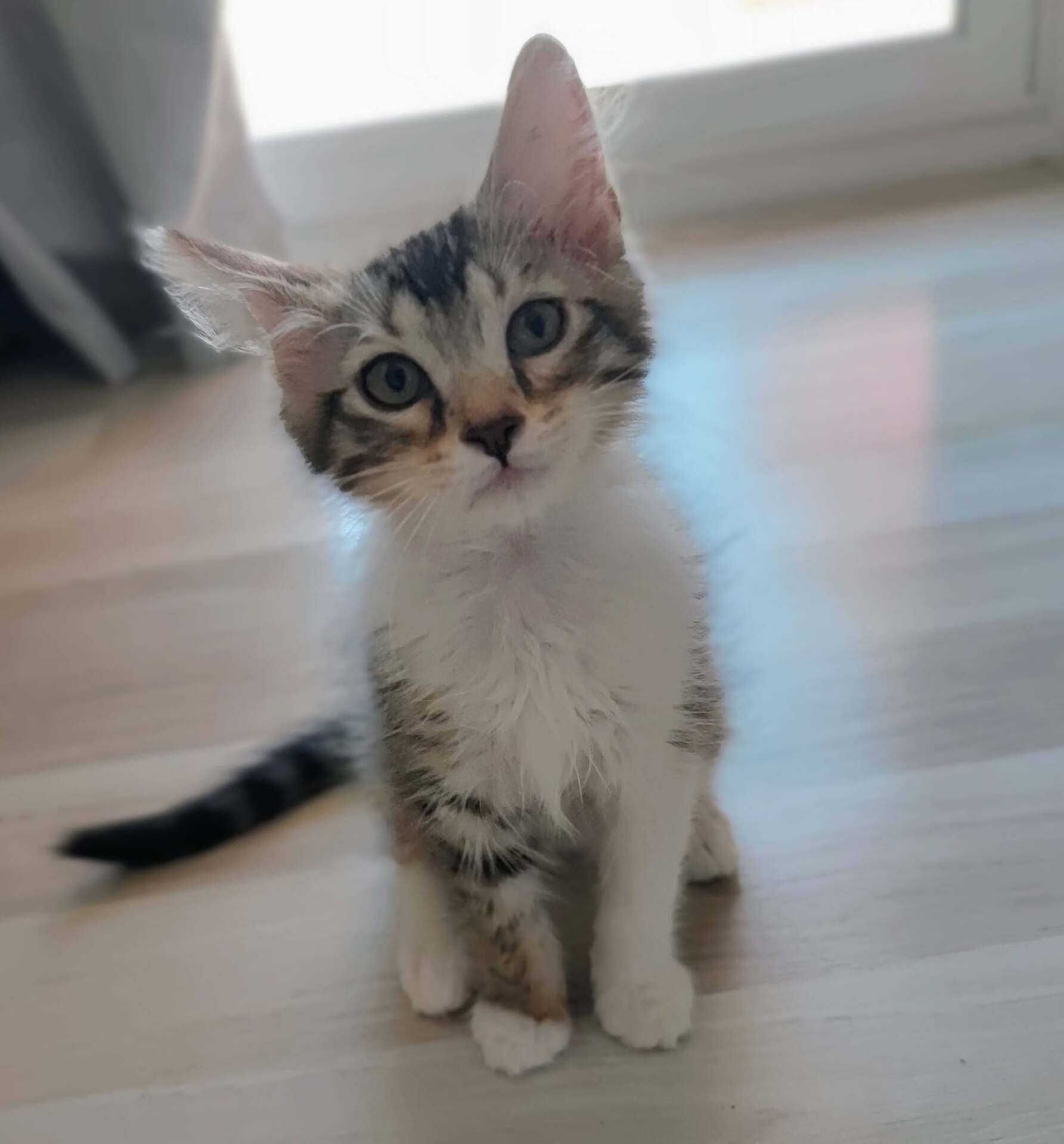 Adopter PACO