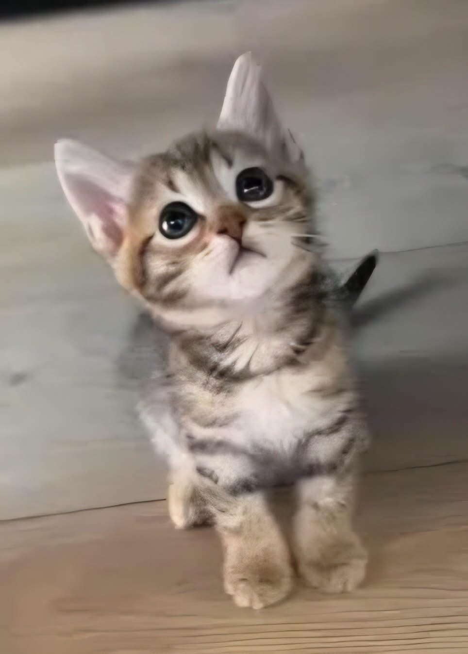 Adopter COCOLA